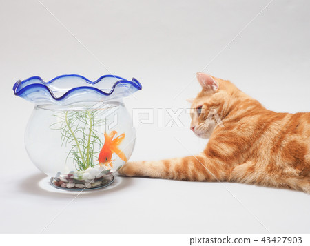 Kitten and goldfish 43427903