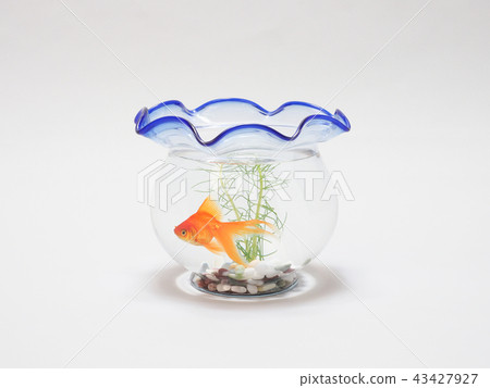 Goldfish swimming in a fishbowl 43427927