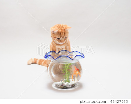 Little cat except fishbowl 43427953