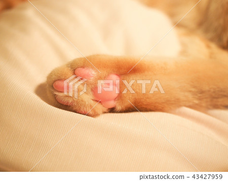 困了小貓的肉球 43427959