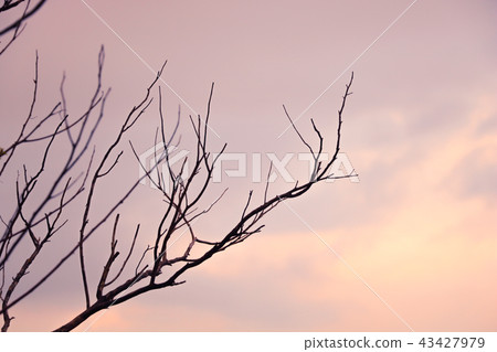 Bare tree and sky during sunset. Bare tree and sky during sunset. 43427979