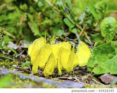 Flock of yellow butterflies Flock of yellow butterflies 43428145