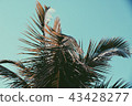 Palm Tree Crown Leafs 43428277