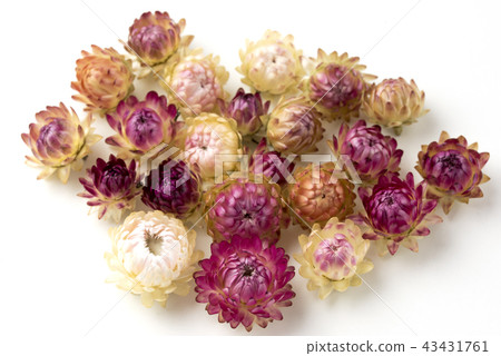 Helichrysum Teikoku shellwork 43431761