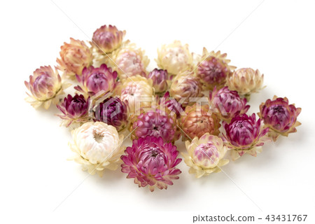 Helichrysum Teikoku砲彈 43431767