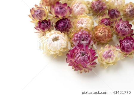Helichrysum Teikoku shellwork 43431770