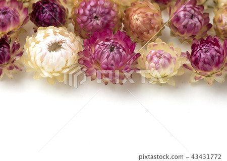 Helichrysum Teikoku shellwork Helichrysum Teikoku shellwork 43431772
