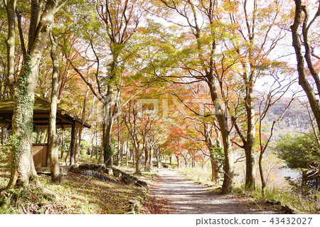 Autumn leaves on the lakeside petting garden 43432027