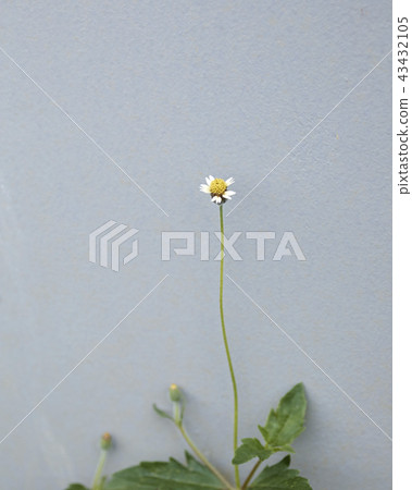 Close-Up Of Yellow Flower 43432105