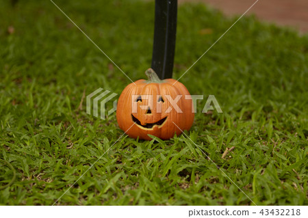 single pumpkin on green grass single pumpkin on green grass 43432218