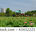 Ueno Park Shinakazu Pond 43432225