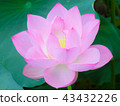 Lotus in Shinobazui Pond 43432226