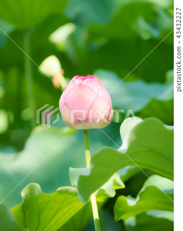Lotus in Shinobazui Pond 43432227