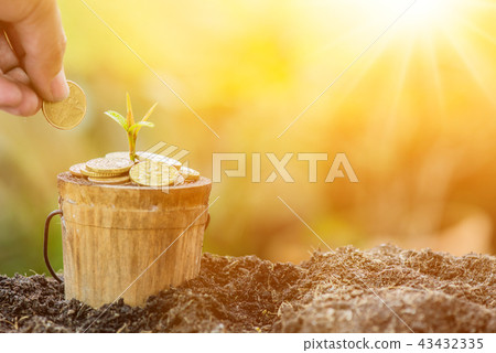 Small plant growing in the garden. Fresh start 43432335