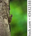 Brown cicada 43432388