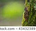 Brown cicada 43432389