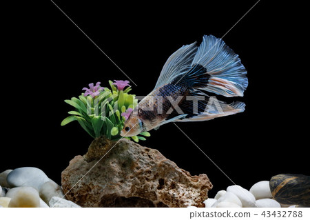 Fighting fish, in a fish tank decorated. Fighting fish, in a fish tank decorated. 43432788