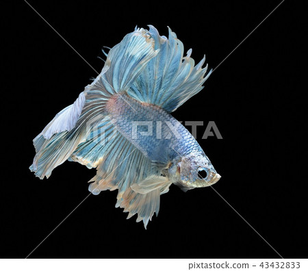 Siamese fighting fish, blue fish,black background. 43432833