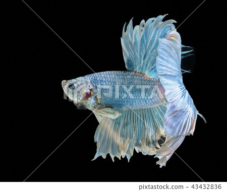 Siamese fighting fish, blue fish,black background. 43432836