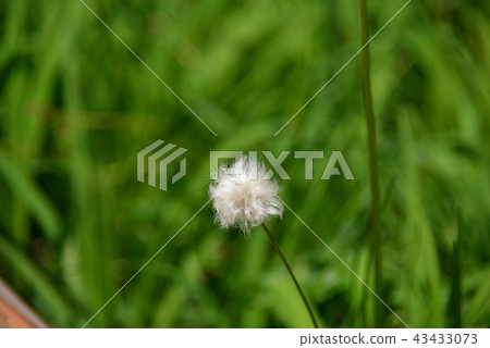 白色的彩色棉花草 43433073