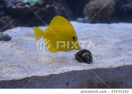 魚類和貝類2018 魚類和貝類2018 43433292