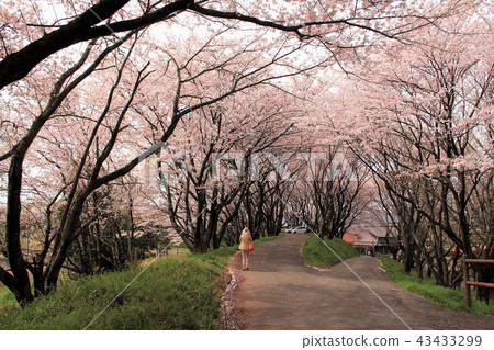 Sakurazutsumi, Hiranoi River, 47 (Yanase, Godo Town, Ampachi District, Gifu Prefecture) 43433299