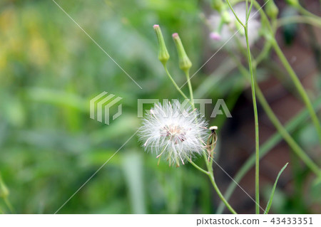 Grass flower,Dandelion. Grass flower,Dandelion. 43433351