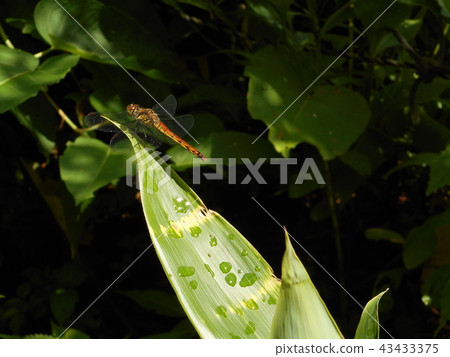 Dragonfly perching on bamboo leaf 43433375