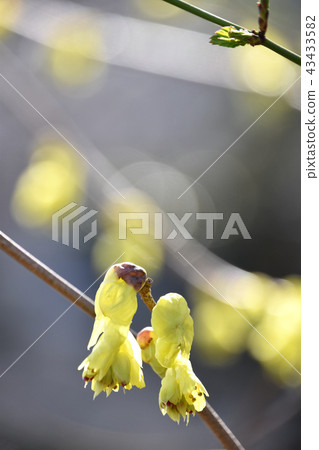 Toshimizuki (Tosa Mizuki) 43433582