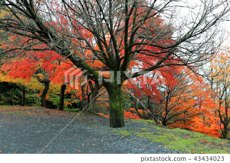 池田山的秋葉.14(池田郡,岐阜郡,岐阜縣) 池田山的秋葉.14(池田郡,岐阜郡,岐阜縣) 43434023