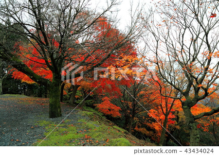 池田山的秋葉.15（池田郡，岐阜郡，岐阜縣） 43434024