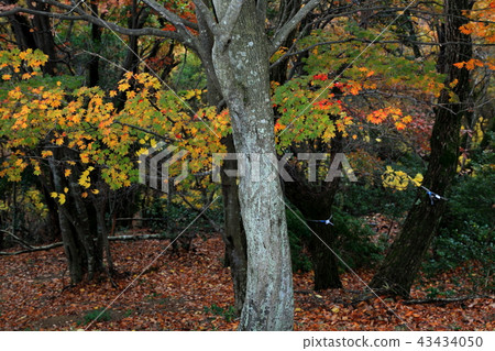 池田山的秋葉.37（池田郡，岐阜郡，岐阜縣） 43434050