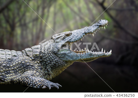 Crocodile in National park of Kenya, Africa Crocodile in National park of Kenya, Africa 43436250