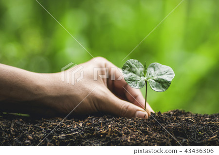 Plant a tree Watering a tree Coffee tree In nature 43436306
