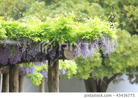 Adachi-ku Shobunuma Park 43436773