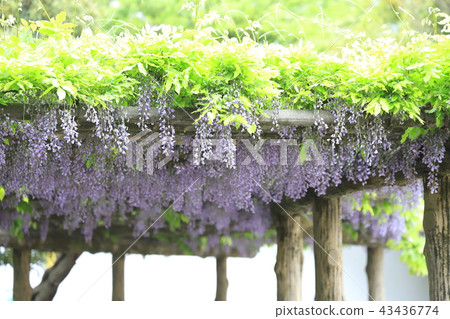 Adachi-ku Shobunuma Park 43436774