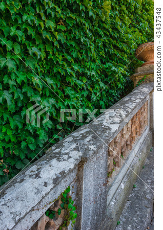 White stairs and ivy 43437548