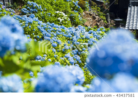 Hydrangea in full bloom 43437581
