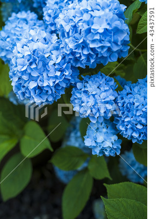 Hydrangea blooming in the shade 43437591