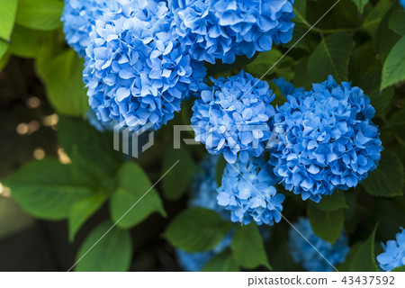繡球花盛開在樹蔭下 43437592