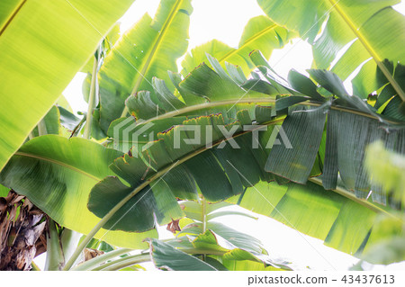 Banana leaves at the sunlight. Banana leaves at the sunlight. 43437613