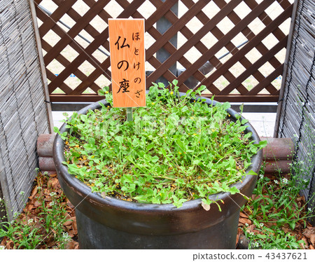 七座春天佛座的植物 七座春天佛座的植物 43437621