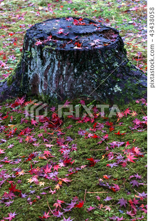 在樹樁的下落的葉子 43438058