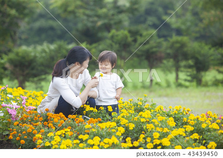 Parent and child gardening Parent and child gardening 43439450