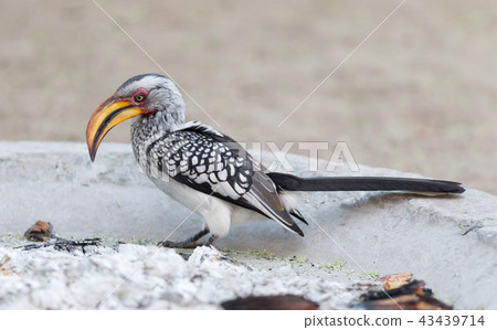 Southern yellow-billed hornbill Southern yellow-billed hornbill 43439714