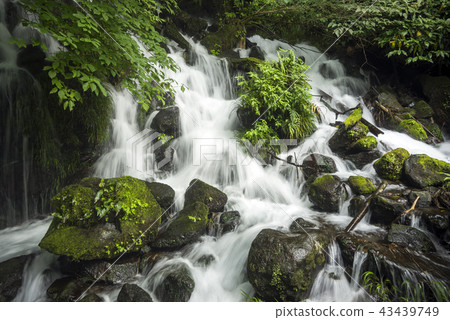 Moss and Grass Stones and Mitarai Waterfall Moss and Grass Stones and Mitarai Waterfall 43439749