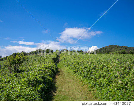 [伊豆半島]夏季伊豆山山脊人行道[在長廊和達磨山附近] 43440037