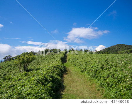 [伊豆半島]夏季伊豆山山脊人行道[在長廊和達磨山附近] 43440038