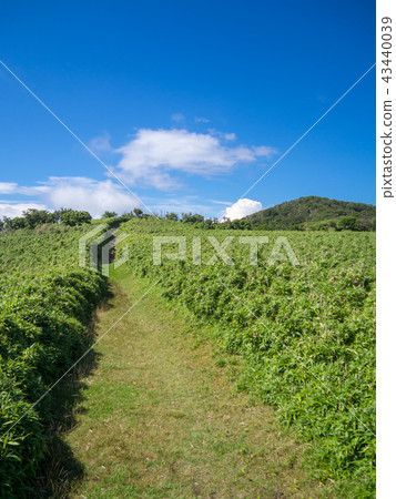 [Izu Peninsula] Summer Izuyama Ridge Sidewalk [Around the promenade and Mt. Daruma] 43440039