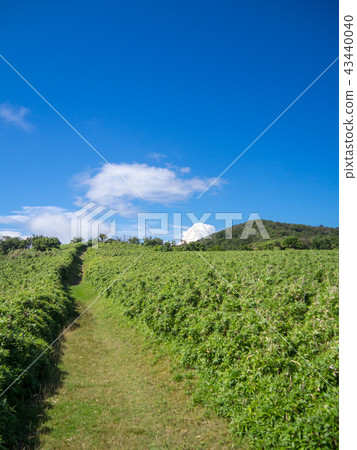 [伊豆半島]夏季伊豆山山脊人行道[在長廊和達磨山附近] 43440040